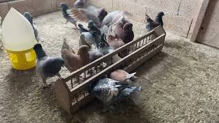 My Modena Pigeons Breeding [upl. by Aleron421]