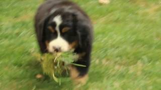 Bernese Mountain Dog Puppies For Sale [upl. by Saduj]