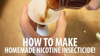 Homemade Insect Spray How To Make Nicotine Insecticide [upl. by Colburn]