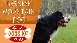 Dogs 101  BERNESE MOUNTAIN DOG  Top Dog Facts About the BERNESE MOUNTAIN DOG [upl. by Einaeg]