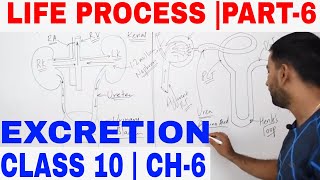 LIFE PROCESS EXCRETION PART 6 [upl. by Rohclem22]