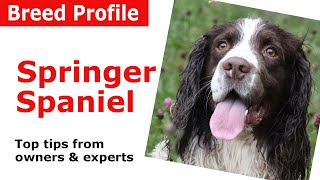 English Springer Spaniel Dog Breed Guide [upl. by Eillil]