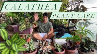 Calathea Plant Care  Prayer Plant Guide and tips [upl. by Rimahs]