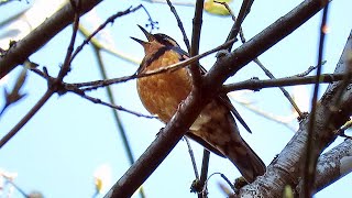 Varied Thrush Singing [upl. by Ahtnamys]