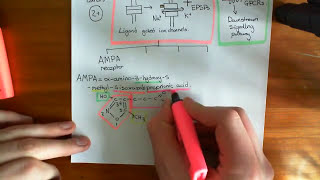 Introduction to Glutamate Receptors [upl. by Obel]