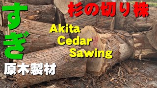 【一枚板の製材】秋田県の杉の切り株を製材実演【木の店さんもく】Akita Cedar Sawing [upl. by Prochoras]