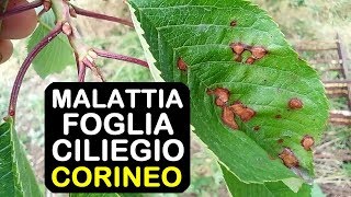 MALATTIA FOGLIA CILIEGIO CORINEO [upl. by Oneladgam345]