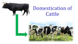 Domestication of Cattle [upl. by Animahs]