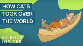 How Domestic Cats Spread Around The World [upl. by Enelahs]