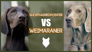 GERMAN SHORTHAIRED POINTER VS WEIMARANER [upl. by Ispep476]