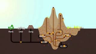 How Termites Enrich Ecosystems  HHMI BioInteractive Video [upl. by Enyar951]