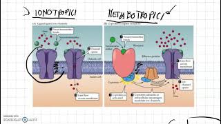 Recettori ionotropici e metabotropici [upl. by Enilorak445]