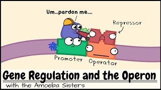 Gene Regulation and the Operon [upl. by Eppesiug]