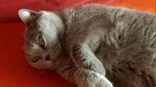 Chartreux cat Rommy  meow [upl. by Ieppet]