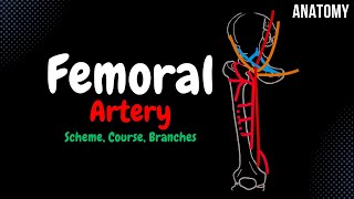 Femoral Artery Scheme Course Branches  Anatomy [upl. by Xylia]