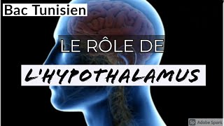 le rôle de lhypothalamus [upl. by Hamer144]