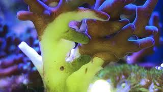 Acropora eating copepods [upl. by Saloma]