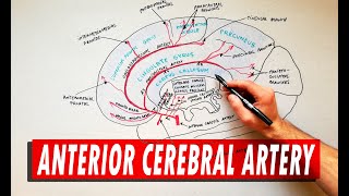 Anterior Cerebral Artery  Anatomy Tutorial [upl. by Eiroc300]