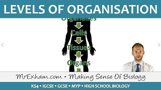 Levels of Organisation  GCSE Biology 91 [upl. by Haeel]