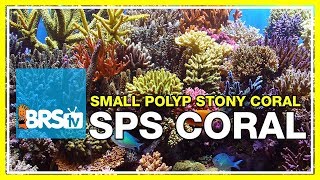 Week 37 Small Polyp Stony corals SPS selection care amp placement  52 Weeks of Reefing [upl. by Klement]