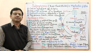 Diabetes Mellitus Part10 Mechanism of Action of Sulfonylurease  Antidiabetic Drugs  Diabetes [upl. by Akinar]