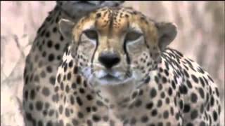 Amazing Cheetah Chase Compilation [upl. by Annahsat]