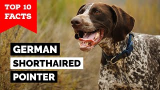 German Shorthaired Pointer  Top 10 Facts [upl. by Rodney582]