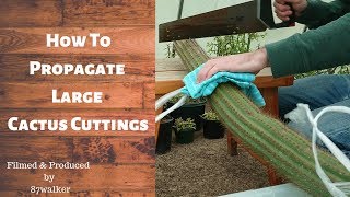 How To Propagate Large Cactus Cuttings [upl. by Cheung]