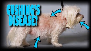 My dog has Cushings disease Now what [upl. by Koffler130]