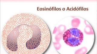 Neutrofilos Eosinofilos y Basofilos [upl. by Stuckey]