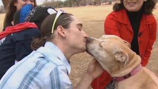 Lost dog reunited with owners after 3 years [upl. by Arracahs]