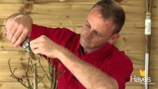 How To Prune Your Roses After Flowering [upl. by Enelloc]