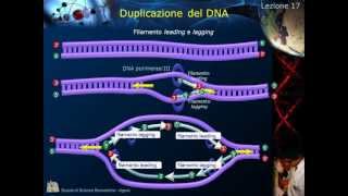 Citologia  Lezione 17 Duplicazione del DNA [upl. by Arde]