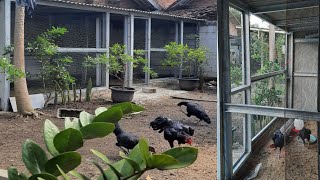 Kandang ayam modern dan awet dari baja ringan [upl. by Raines]