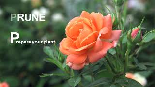 Pruning And Training Your Climbing Rose [upl. by Carole]