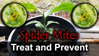 Spider Mites  4 Ways To Naturally Get Rid Of Them [upl. by Saville]