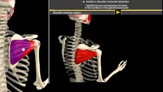 Infrapinatus amp Pectoralis Minor Muscle Motion amp Anatomy [upl. by Avelin]