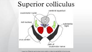 Superior colliculus [upl. by Etnecniv356]