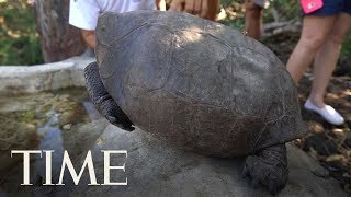 A Tortoise Species That Was Feared Extinct Was Found In The Galapagos  TIME [upl. by Ardyce]