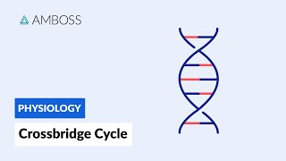 Crossbridge Cycle Muscle Contraction [upl. by Sucy]