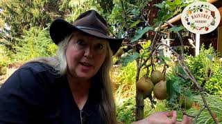 Raintree Nurserys Asian Pear Growing Guide [upl. by Doownelg]