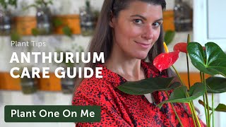 Ultimate ANTHURIUM Flamingo Flower Care Guide — Ep 195 [upl. by Amilas]