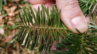 How to Identify Fir Trees [upl. by Navi875]