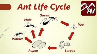 Ant Life Cycle  Queen Ants explained [upl. by Fortuna]