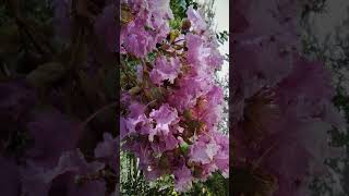 Lagerstroemia indica plant [upl. by Terchie]