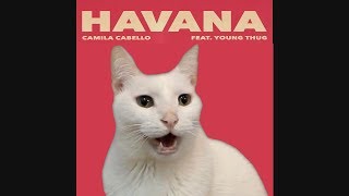 HAVANA  Camila Cabello by CATS  Despacito  Shape of you   More BEST Hits  Cat Parody [upl. by Eudo523]