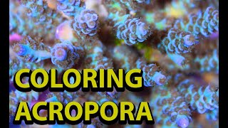 The Secret To Coloring Up Acropora \\ How To Get The Bets Color From Your SPS Corals [upl. by Ossy]