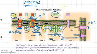 La Fototrasduzione spiegazione semplice [upl. by Carena]