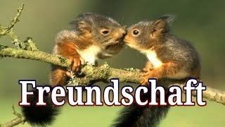 11 schöne Sprüche über quot Freundschaft quot  Julebuergerfee [upl. by Hgielanna]