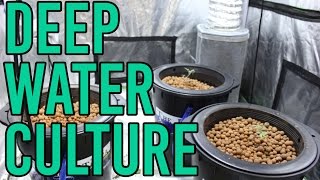 How To Setup a Hydroponic DWC Deep Water Culture System [upl. by Karlotte]